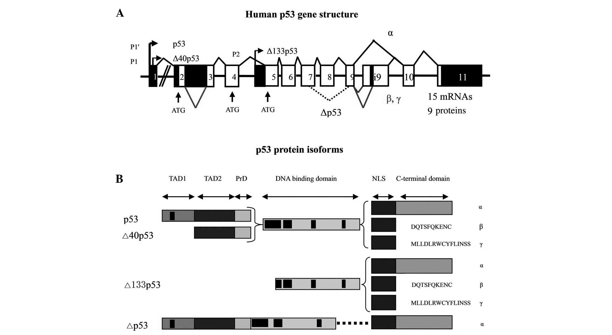 Tp53 мутация. Мутация тр53 гена. Структура гена tp53. Tp53 gene. Структура гена tp53.