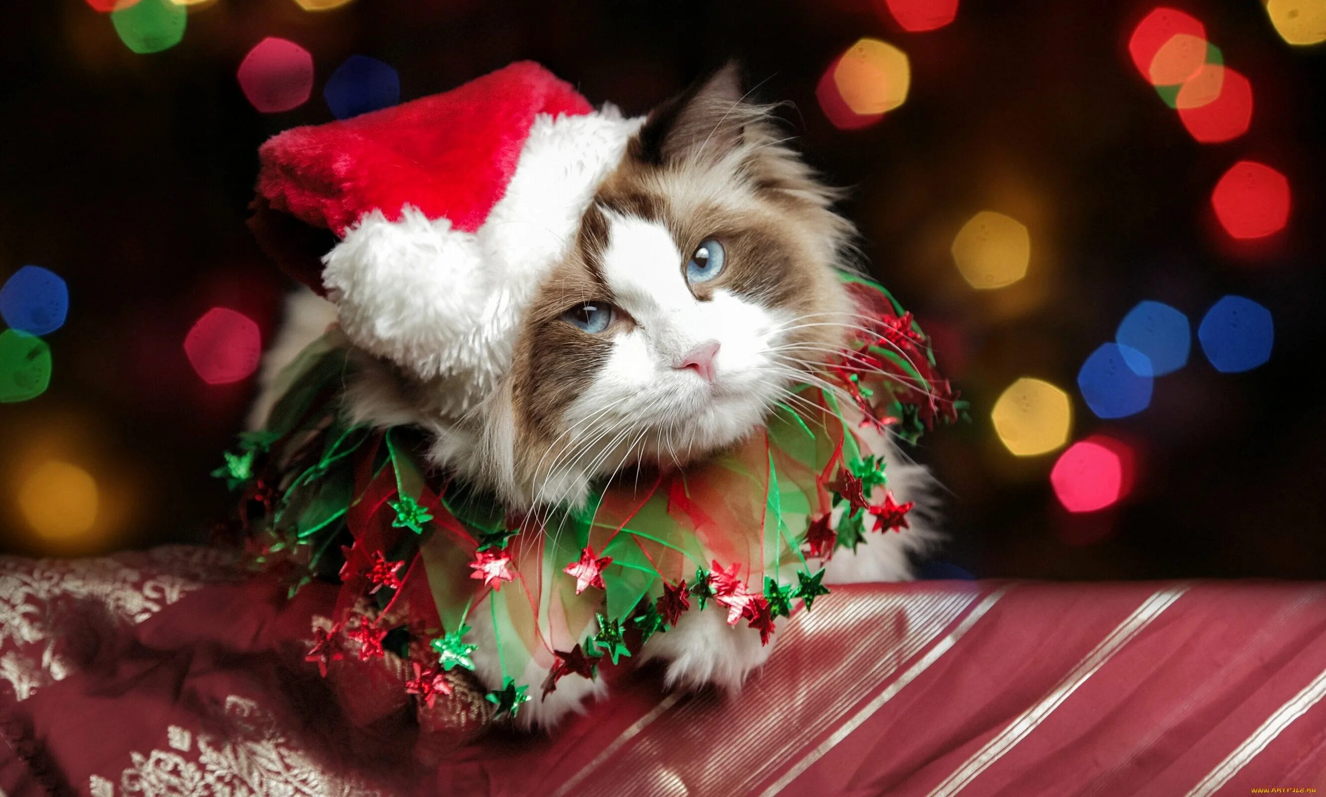 4 новогодних кота. новогодние коты. четыре новогодних кота. новогодняя кошечка. котик в новогодней шапошапочке.