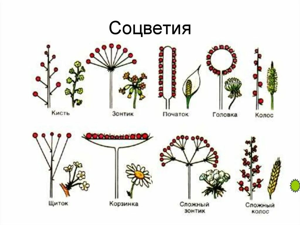 Какие соцветия могут быть только простыми. Соцветия растений. Строение соцветия. Соцветие цветка. Сложные соцветия.