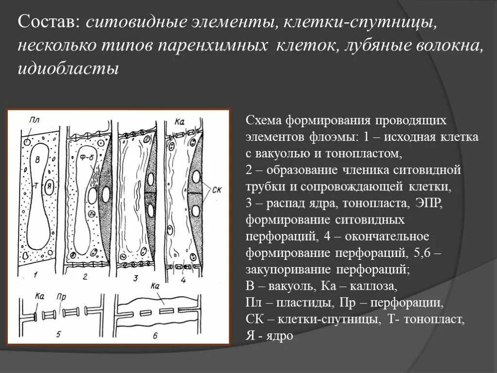 Ситовидные элементы флоэмы. Членик ситовидной трубки флоэмы. Ситовидные трубки и клетки-спутницы. Клетки спутницы флоэмы