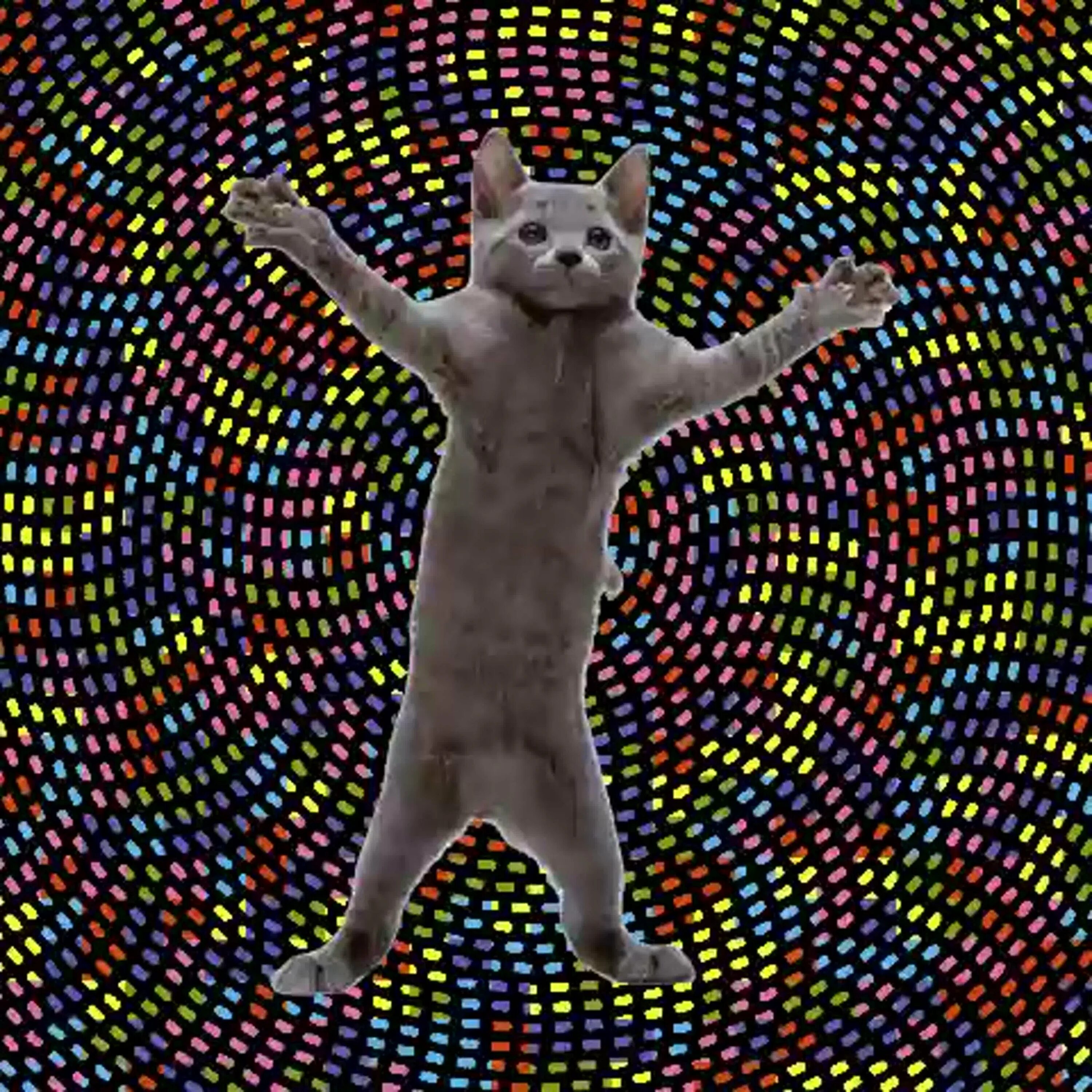 Танцующие котики гиф. Движущиеся картины. Танцующие кошки. Двигающие картинки. Кот двигается.