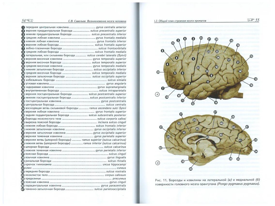 Савельев том 1. Савельев с. в. возникновение мозга человека в 2-х томах. Том 2 2020. Атлас мозга человека Савельев с.в pdf.