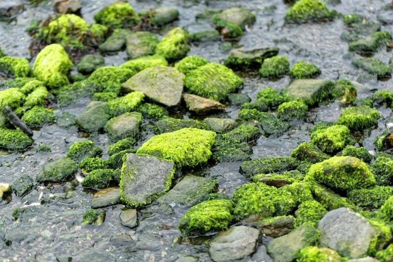 Водорослям крышка. Водоросли на камнях. Зеленые водоросли на Камне. Бурые водоросли на камнях.