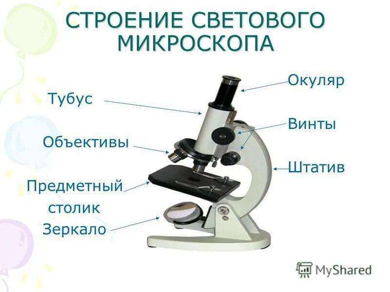 Части микроскопа выполняют функции штатив. Строение микроскопа тубус. Световой микроскоп строение микровинт. Строение микроскопа 5 класс биология. Строение микроскопа бинокулярного тубус.