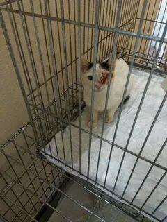 Отдать кошку в приют в ростове