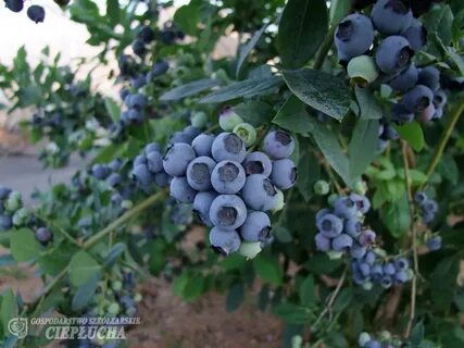 Сорт голубики эрлиблю описание сорта отзывы