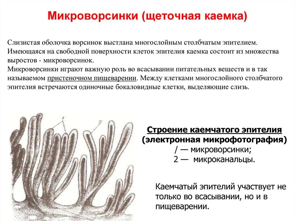 Ворсинки и микроворсинки. Микроворсинки гистология. Микроворсинки клеток эпителия тонкой кишки. Ворсинка кишечника щеточная каемка. Микроворсинки это