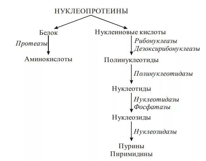 Гидролиз нуклеопротеинов. Схема всасывание и переваривание нуклеиновых кислот. Схема гидролиза нуклеопротеинов биохимия. Продукты гидролиза нуклеопротеидов. Схема гидролиза нуклеопротеинов.