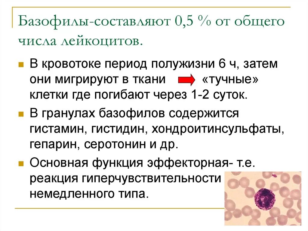 Почему повышенные базофилы. Базофилы 1.4. Базофилы лейкоциты физиология. Функции базофилов иммунология. Роль базофилов.