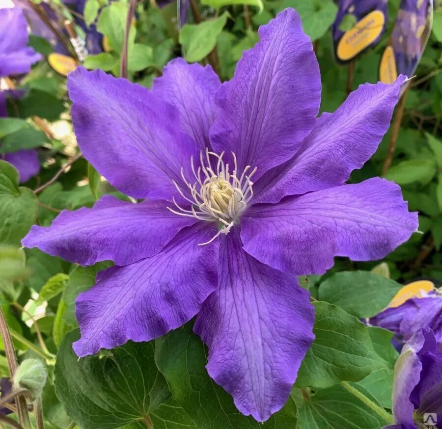 DIAMANTINA ™ Evipo 039 - Donahue's Greenhouse Clematis flower, Flower show, Purp