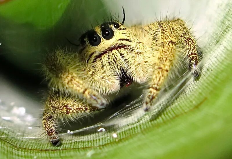 Паук фулл. Hyllus giganteus. Прыгучий паук. Маленький прыгающий паук. Маленький паук прыгун.