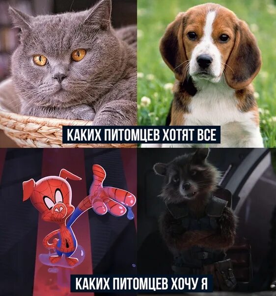 Какого питомца хочешь. Я хочу питомца. какого питомца ты хочешь. что захотят мои питомцы. питомца хочу питомца.