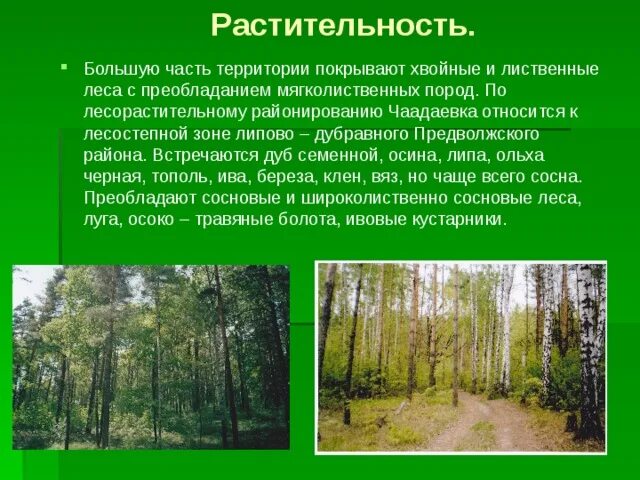 Лиственный лес преобладающий вид. Преобладающие породы хвойных лесов. Еловый лес преобладающий вид. Лесная зона умеренного пояса с преобладанием хвойных деревьев.