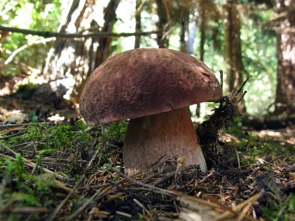 съедобные грибы в эстонии. необычные съедобные грибы ленинградской области. грибы маслята в ленинградской области. ядовитые грибы ленинградской области. свинушка шиитаке.