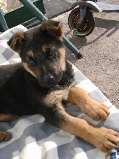 Colpito da un malore, muore in mezzo alla strada: il cagnolino Poldo ha protetto