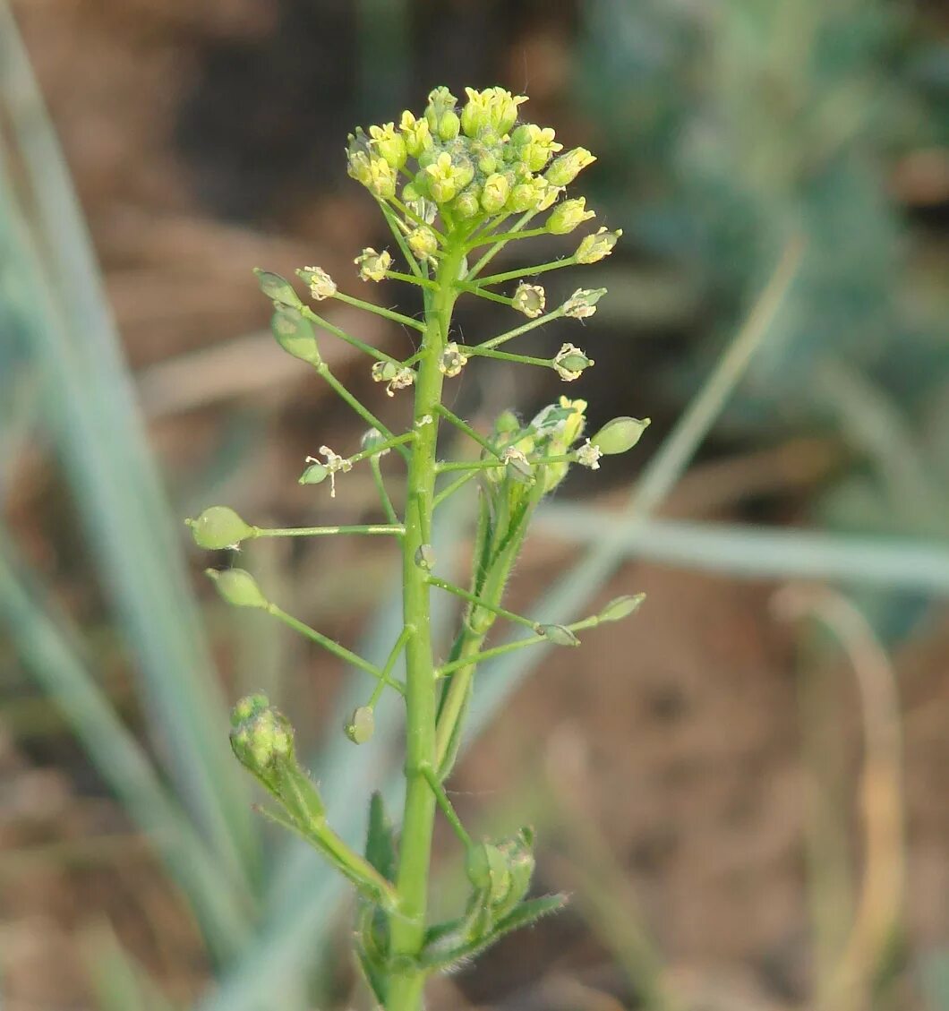 Рыжика посевного (Camelina Sativa),. Camelina Рыжик. Camelina microcarpa. Рыжик льновый (Camelina linicola. Цветок рыжик