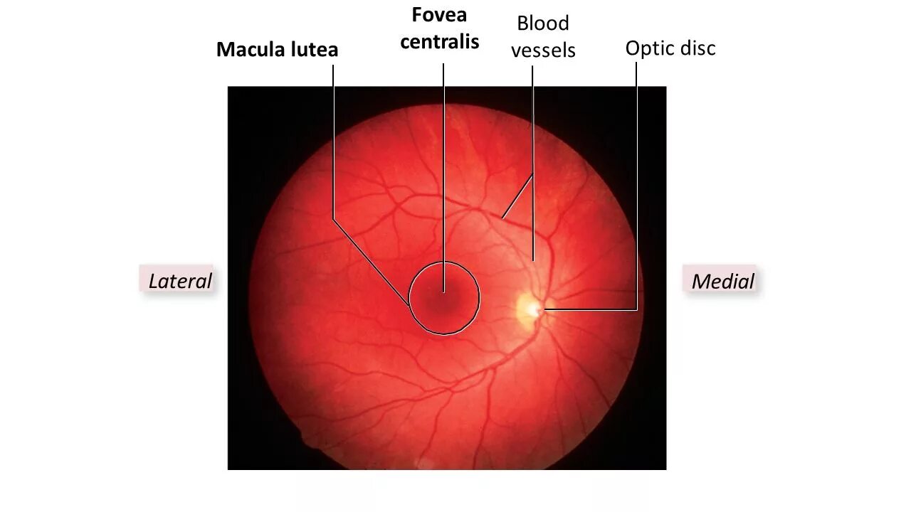 Фовеа находится в сетчатке в середине. Область фовеа. Макула и фовеа. Vivienne fovea. Индификатор - сетчатка глаз.