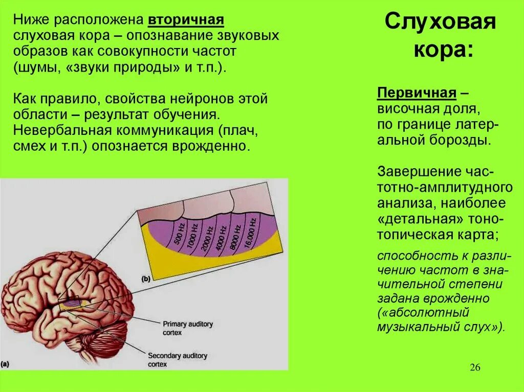 Слуховые стимулы. Слуховой анализатор зона коры.