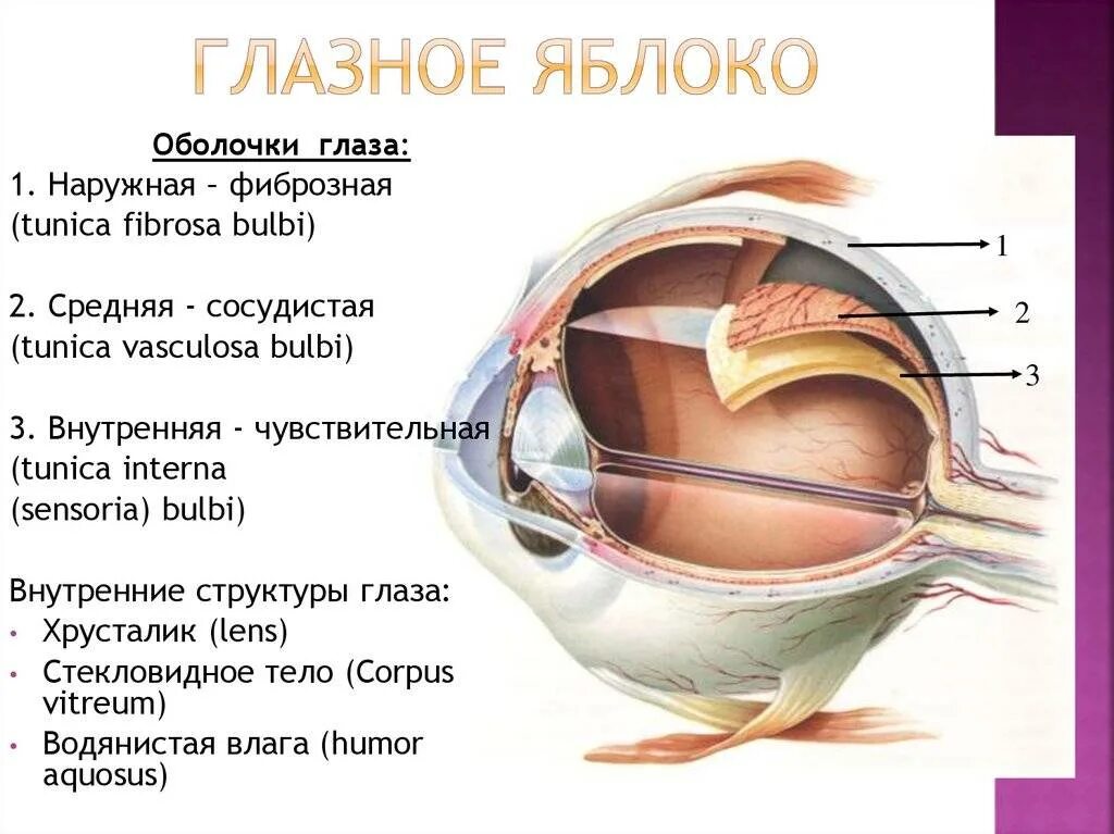 Глазное яблоко представлен