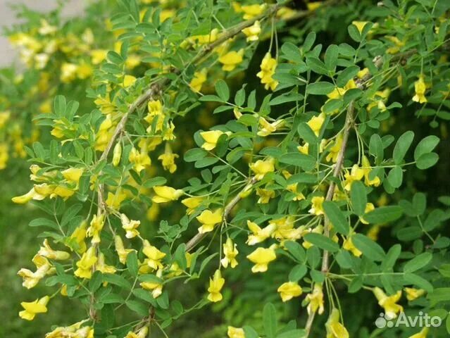 Карагана, Акация кустарники декоративные_желтый_зеленый_золотой - купить по выго