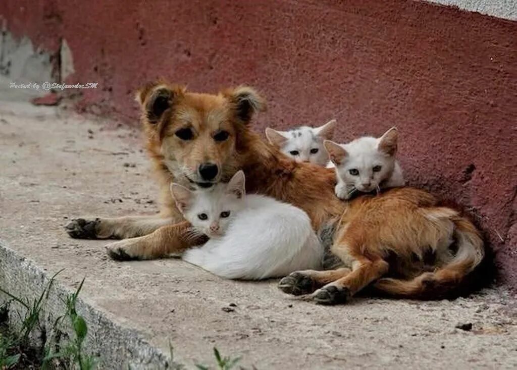 Бездомные животные. Бездомные кошки и собаки. Уличные животные.