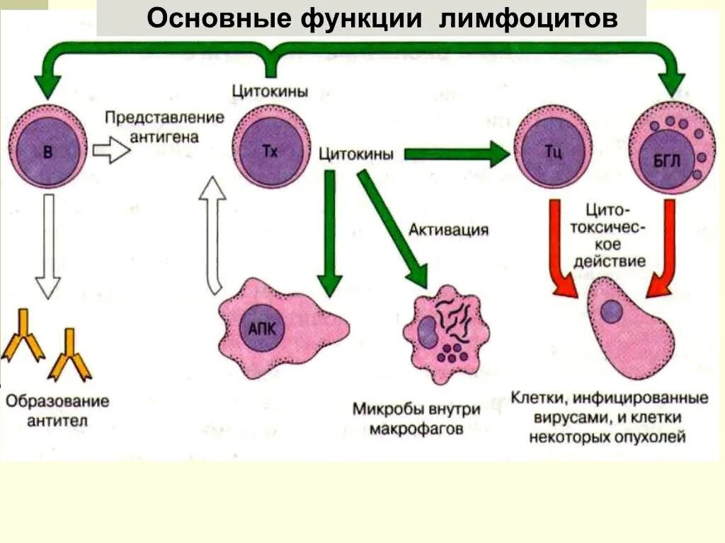 Т-лимфоциты основные типы и функции. Типы т лимфоцитов. Классификация t лимфоцитов. 1. Лимфоциты и их функции. Группы лимфоцитов