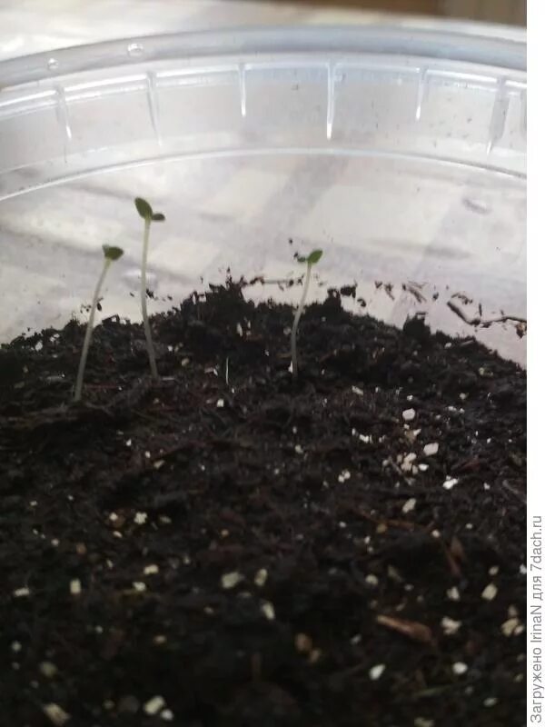 Розмарин рассада росток. Розмарин ростки всходы. Всходы розмарина. Всходы розмарина. Розмарин из семян в домашних.