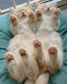 3 кота отдыхаю