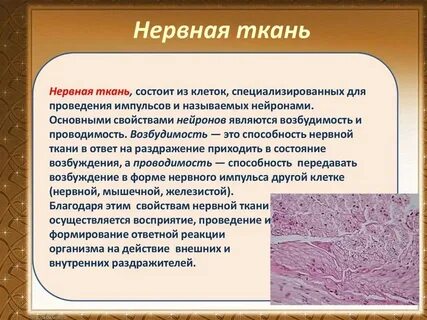 Какие типы тканей присущи человеку