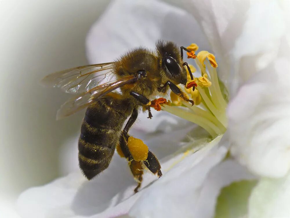 Пчела. Пчела на цветке. Пчела обыкновенная. Медоносная пчела.