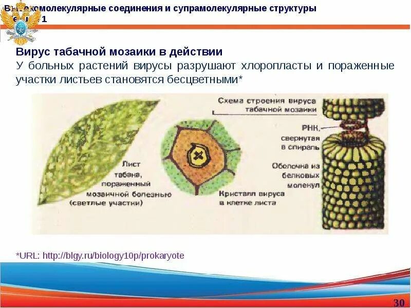 Структура высокомолекулярных соединений. Состав высокомолекулярных соединений. Вирус табачной мозаики строение. Кристаллы вируса табачной мозаики.