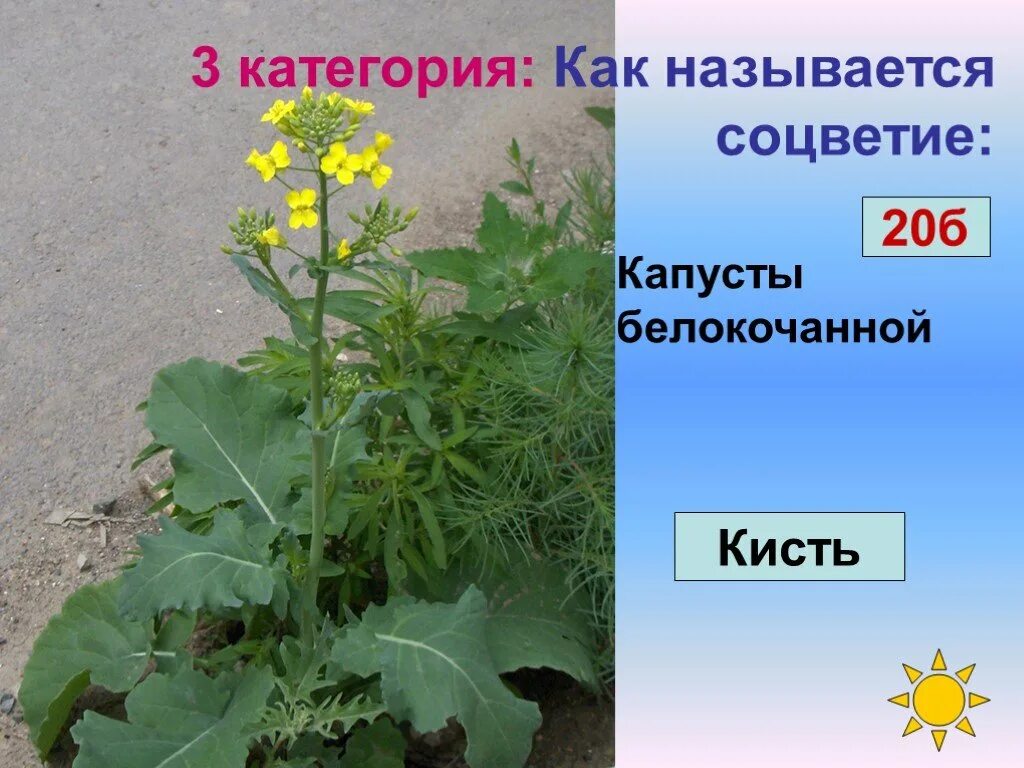 семейство крестоцветные капуста характеристики. капуста однолетнее или двулетнее растение. какое соцветие у капусты. семейство крестоцветные соцветие. семейство крестоцветных ч4 л4 т4+2 п1.