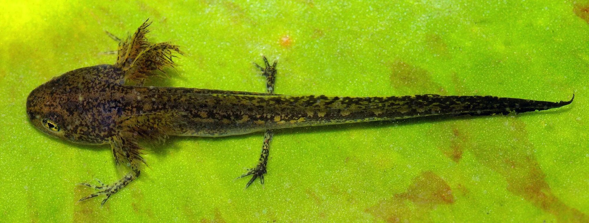 Обыкновенный тритон личинка. Обыкновенный тритон lissotriton vulgaris. Гребенчатый тритон. Головастик тритона. Обыкновенный тритон личинка.