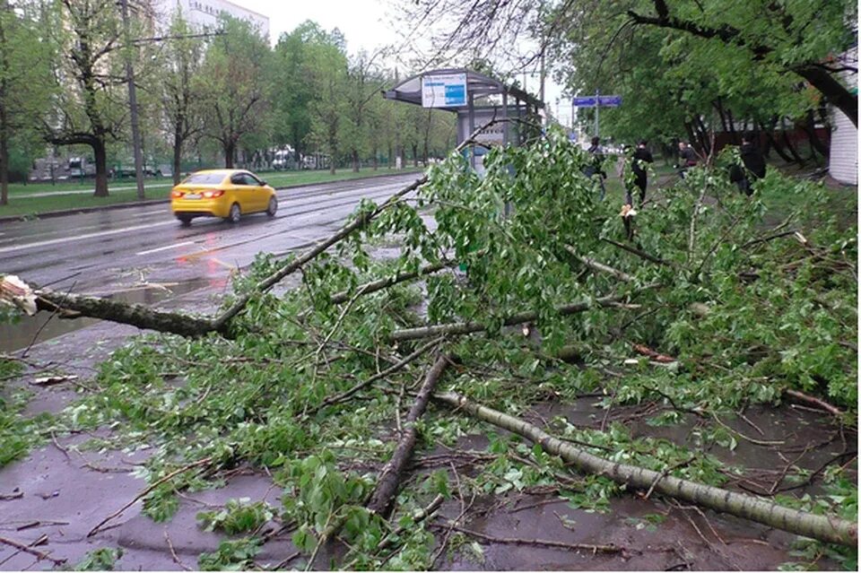 Грозили сегодня. Падающие деревья в Москве. Поваленные деревья в Москве. Сильный ветер в Москве. Упавшее дерево в Москве.