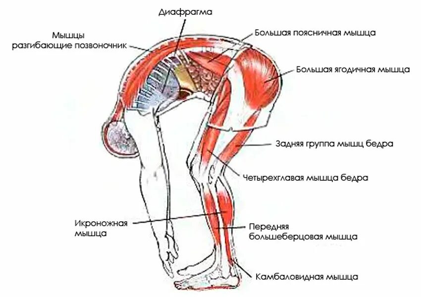 Мышца таза разгибающая бедро