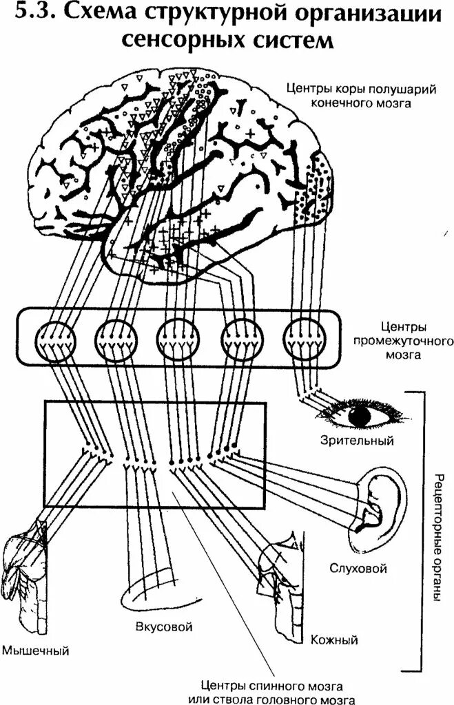 Схема структурной организации сенсорных систем. Анатомические структуры сенсорных систем. Схема строения сенсорной системы. Строение сенсорных систем анализаторов.