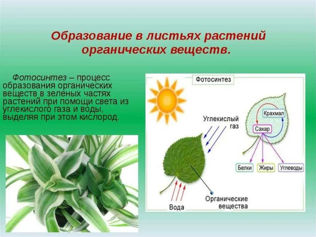Грибы растительные организмы утратившие способность к фотосинтезу. Образование органических веществ в листьях. Процесс фотосинтеза у растений. Органические вещества растений. Органические вещества образуются в растении.