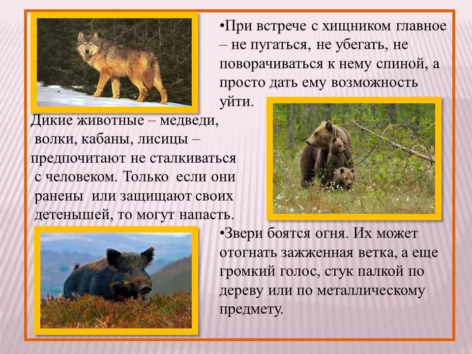 Какие отношения складываются между оленем и медведем
