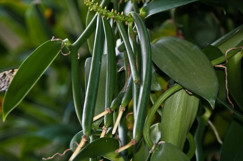 Стручки ванили Шри Ланка. Стручки Мадагаскарская ваниль. Vanilla planifolia. Ваниль стручок Мадагаскар. Vanilla plants