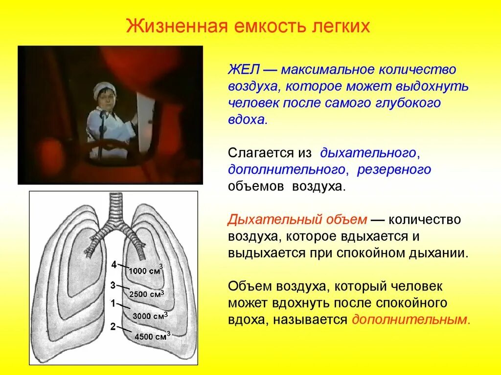 Жизненная ёмкость лёгких. Жизненной емкостью легких называется объем воздуха:. Максимально жизненная емкость легких у человека. Максимальная жизненная емкость легких у человека. Дыхательным воздухом называют