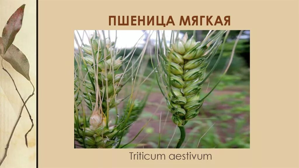Центр происхождения твердой пшеницы. Пшеница мягкая систематика. систематическое положение пшеницы. систематическое положение пшеницы мягкой. доклад о сельскохозяйственном растении.
