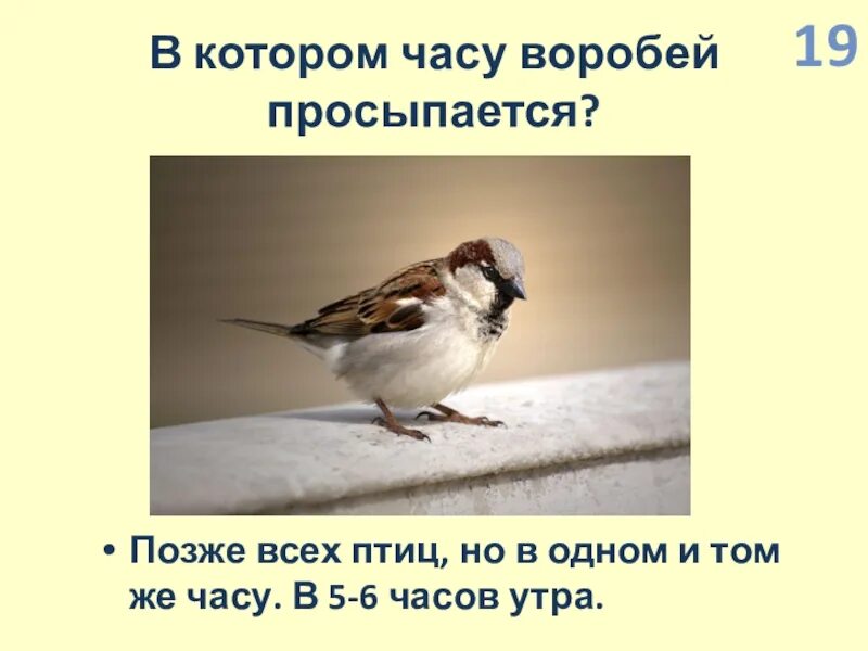 Эти звуки крики первой проснувшейся птицы. Чайка смеется. Эти звуки крики первой проснувшейся птицы. Соловей. Эти звуки крики первой проснувшейся птицы.