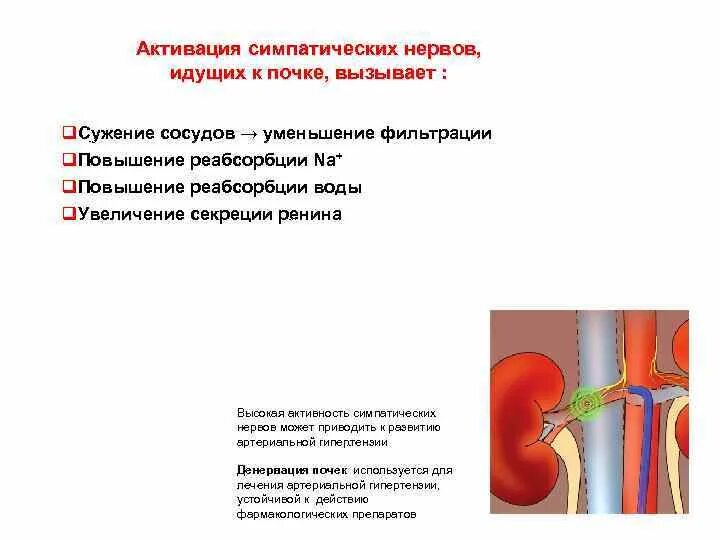 Сужение сосудов нервная система. Сосуды почек. Расширение сосудов почек. Расширенные сосуды почек.