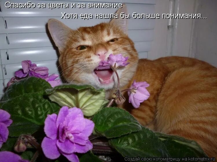 Герои меча и магии 3 волшебный дракон. Фыв. Герои меча и магии 3 юниты драконы. Открытка смущаюсь. Мем ну перестань продолжай.