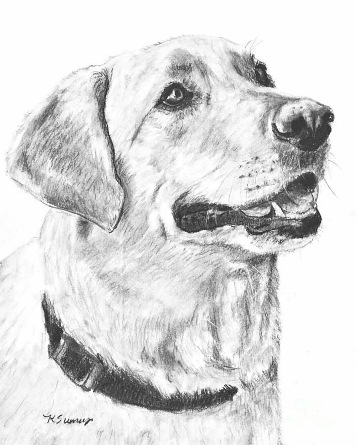 Собака рисунок. Собака карандашом. Рисунок аки. Рисунок собаки карандашом для срисовки. Рисунок собаки графика