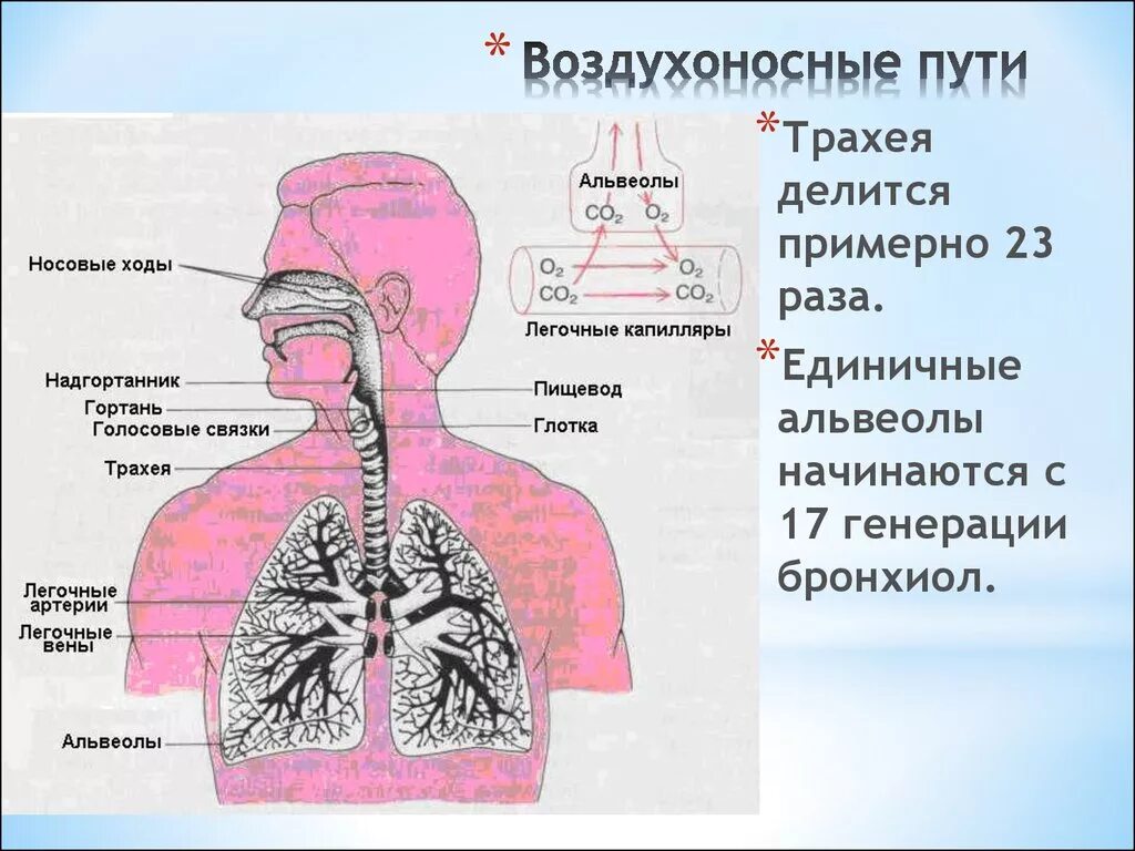 Воздухоносные пути дыхательной системы человека. Названия элементов воздухоносных путей у детей. Строение системы органов дыхания человека. Схема дыхательной системы.