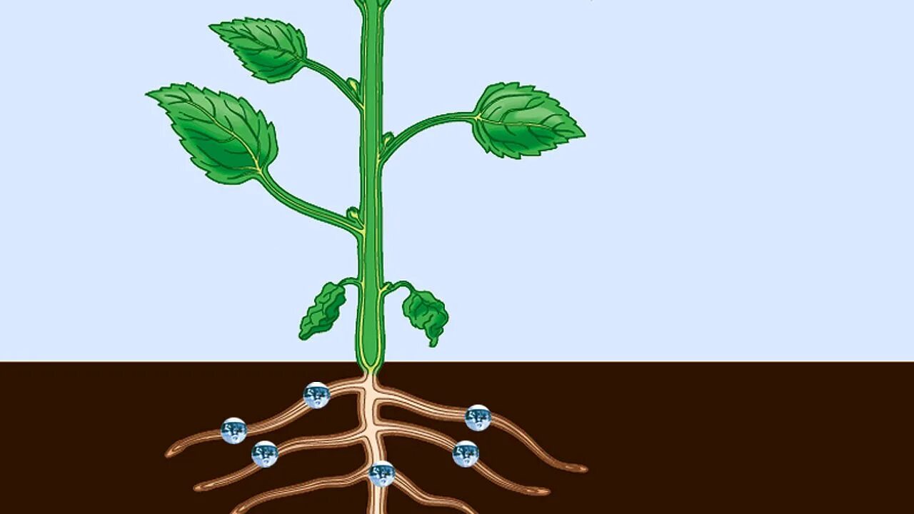 Plant physiology. Водообмен растений. Транспирация у растений. Механизм движения воды по растению. Транспорт воды в растении.