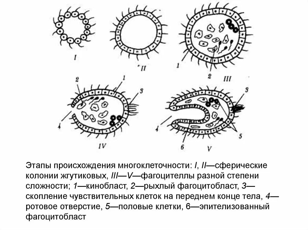 Гипотеза фагоцителлы Мечникова. Мечников фагоцителла. Схема происхождение многоклеточности Геккеля. Теория Мечникова фагоцителла. Объяснить появление многоклеточности