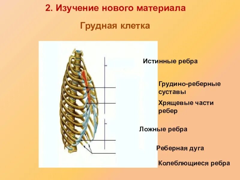 Осевой скелет грудная клетка. Колеблющиеся ребра. Хрящевая часть ребра. Ложные ребра.