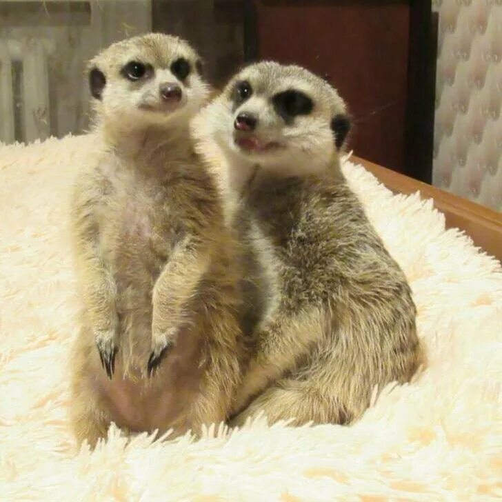 тонкохвостый миркат. сурикаты москва. сурикат белый. сурикаты москва. сурикаты москва.